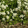 Cochlearia_officinalis_ssp__officinalis_Laege-kokleare_07052008_006.JPG