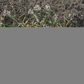 Corrigiola litoralis (Skorem)