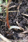 Corydalis intermedia (Liden Lærkespore)
