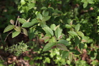 Cotoneaster bullatus (Buklet Dværgmispel)