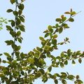 Cotoneaster bullatus (Buklet Dværgmispel)