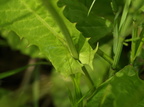 Crepis paludosa (Kær-høgeskæg)