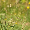 Dactylis glomerata ssp. glomerata (Almindelig Hundegræs)