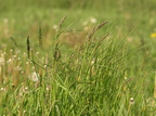 Dactylis glomerata ssp. glomerata (Almindelig Hundegræs)