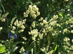 Dactylis glomerata ssp. glomerata (Almindelig hundegræs)