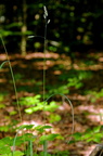 Dactylis glomerata ssp. lobata (Skov-hundegræs)