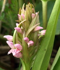 Dactylorhiza incarnata ssp. incarnata (Kødfarvet gøgeurt)