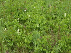 Dactylorhiza incarnata var. ochroleuca (Hvidgul Gøgeurt)