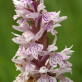 Dactylorhiza_maculata_ssp__fuchsii_Skov-Goegeurt_08072009_Jydelejet_Moen_014.JPG