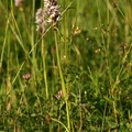 Dactylorhiza_maculata_ssp__fuchsii_Skov-Goegeurt_14072009_Jydelejet_Moen_030.JPG