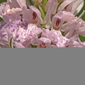 Dactylorhiza maculata ssp. maculata (Plettet Gøgeurt)