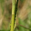 Dactylorhiza_maculata_ssp__maculata_Plettet_goegeurt_25062009_007.JPG