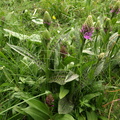 Dactylorhiza maculata x purpurella (Plettet Purpur-gøgeurt)