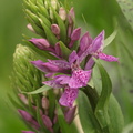 Dactylorhiza_maculata_x_purpurella_Plettet_Purpur-goegeurt_16062010_Saltum_023.JPG