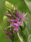 Dactylorhiza maculata x purpurella (Plettet Purpur-gøgeurt)