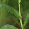 Dactylorhiza majalis ssp. purpurella var. purpurella (Purpur-Gøgeurt)