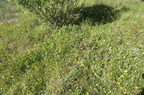 Dactylorhiza majalis ssp purpurella var purpurella (Purpur-Gøgeurt)