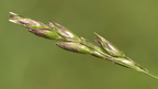 Danthonia decumbens (Tandbælg)
