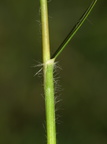 Danthonia decumbens (Tandbælg)