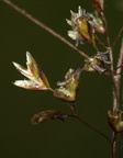 Deschampsia cespitosa (Mose-bunke)