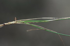 Deschampsia flexuosa (Bølget Bunke)