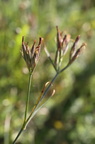 Dianthus armeria (Kost-nellike)