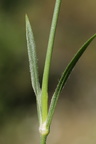 Dianthus armeria (Kost-nellike)