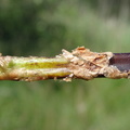 Dryopteris carthusiana (Smalbladet Mangeløv)