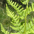 Dryopteris carthusiana (Smalbladet Mangeløv)