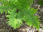 Dryopteris dilatata (Bredbladet Mangeløv)