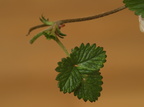 Duchesnea indica (Indisk Prydjordbær)
