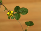 Duchesnea indica (Indisk Prydjordbær)