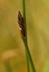 Eleocharis multicaulis (Mangestænglet sumpstrå)