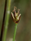 Eleocharis quinqueflora (Fåblomstret kogleaks)