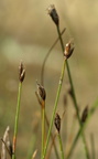 Eleocharis quinqueflora (Fåblomstret kogleaks)