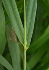 Elytrigia repens ssp. repens (Almindelig kvik)
