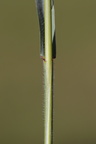 Elytrigia repens ssp repens (Almindelig Kvik)