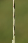Elytrigia repens ssp repens (Almindelig Kvik)