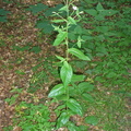 Epilobium montanum (Glat dueurt)