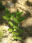 Epilobium montanum (Glat dueurt)