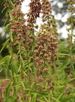 Epipactis helleborine ssp. helleborine (Skov-hullæbe)