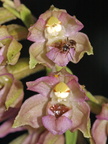 Epipactis helleborine ssp. helleborine (Skov-hullæbe)