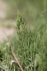 Equisetum arvense (Ager-Padderok)