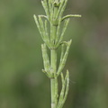 Equisetum arvense (Ager-Padderok)
