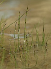 Equisetum variegatum (Liden padderok)