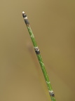 Equisetum variegatum (Liden padderok)