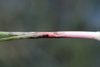 Eriophorum angustifolium (Smalbladet Kæruld)