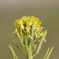 Erysimum cheiranthoides (Gyldenlak-hjørneklap)
