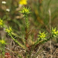 Euphorbia_exigua_Liden_vortemaelk_31052009_Albrunna_lund__OEland__Sverige_003.JPG