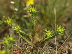 Euphorbia exigua (Liden vortemælk)